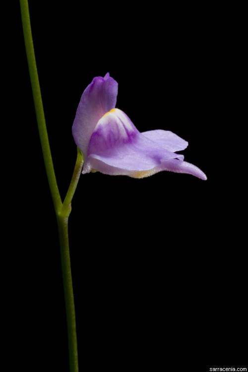 Image of Florida purple bladderwort