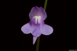 Image of Florida purple bladderwort