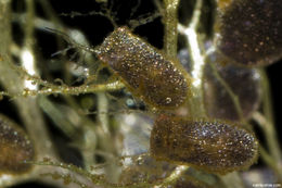 Image de Utricularia aurea Lour.