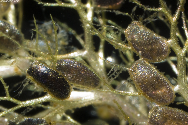 Image de Utricularia aurea Lour.