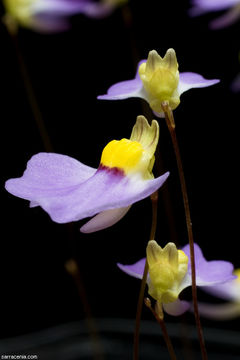 Sivun Utricularia bisquamata Schrank kuva