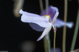 Imagem de Utricularia blanchetii A. DC.