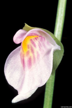 Image of Utricularia calycifida Benj.