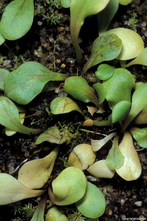 Image of Utricularia calycifida Benj.