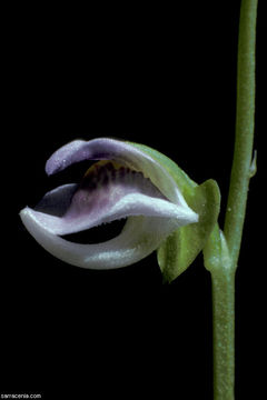 Image of Utricularia calycifida Benj.