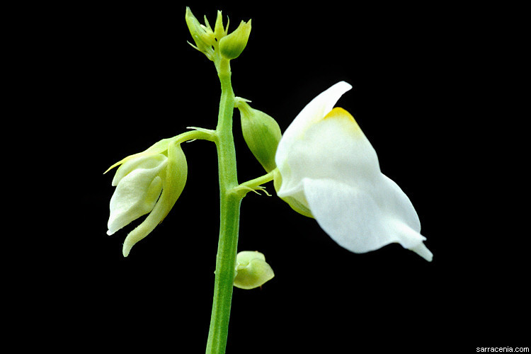 Image of Utricularia calycifida Benj.