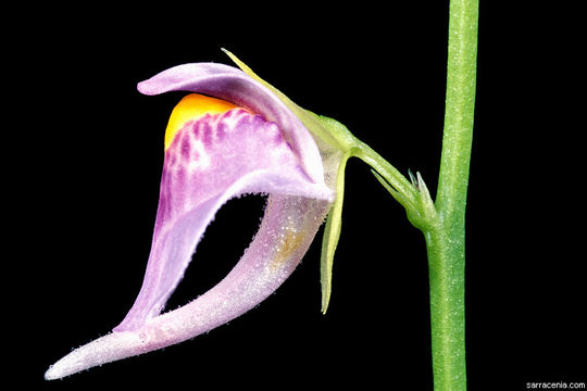 Image of Utricularia calycifida Benj.