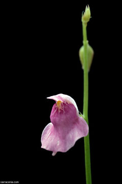 Sivun Utricularia calycifida Benj. kuva