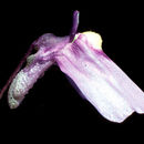 Image de Utricularia dichotoma Labill.