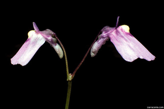 Sivun Utricularia dichotoma Labill. kuva