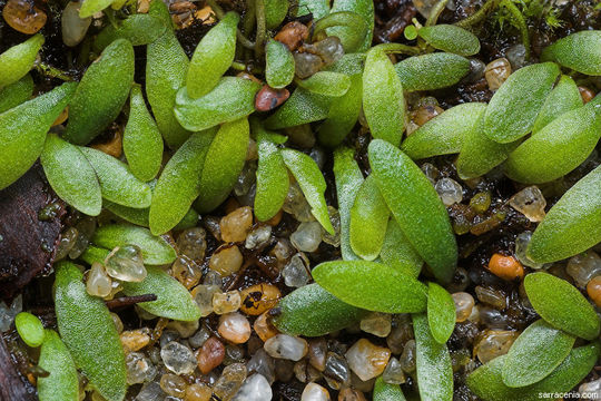 Plancia ëd Utricularia dichotoma Labill.