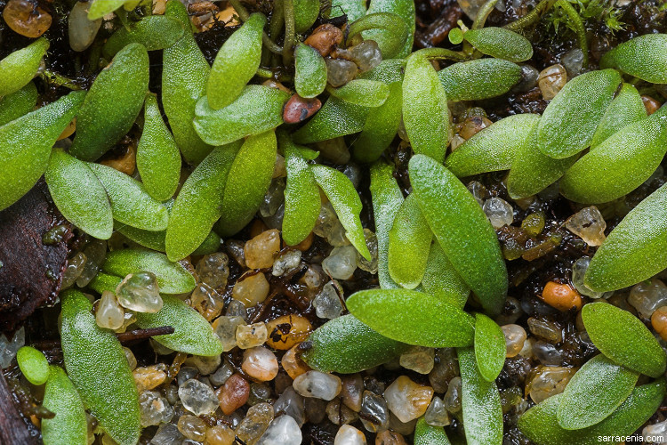 Plancia ëd Utricularia dichotoma Labill.