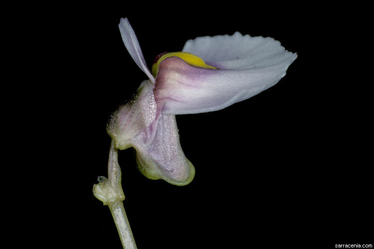 Plancia ëd Utricularia dichotoma Labill.