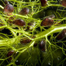 Sivun Utricularia dimorphantha Makino kuva