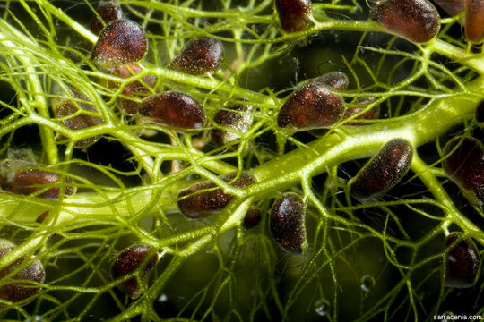 Image of Utricularia dimorphantha Makino