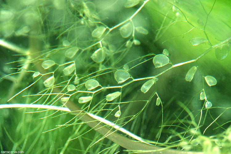 Utricularia foliosa L. resmi