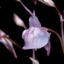Sivun Utricularia graminifolia Vahl kuva
