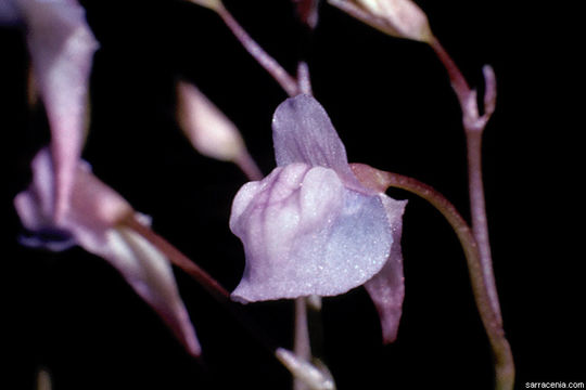 Image of Grass-leaved Bladderwort