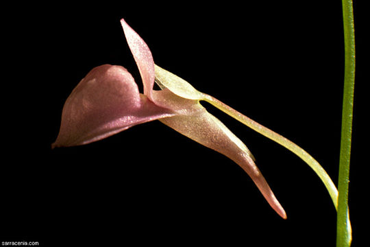 Image of Grass-leaved Bladderwort