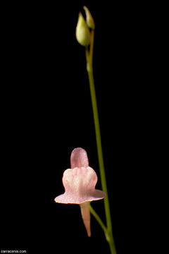 Image of Grass-leaved Bladderwort