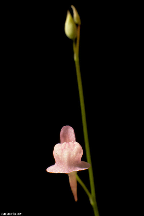 Image of Grass-leaved Bladderwort