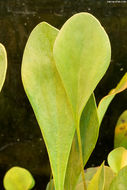 Image of Utricularia humboldtii Rob. Schomb.