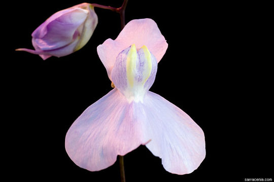 Image of Utricularia humboldtii Rob. Schomb.