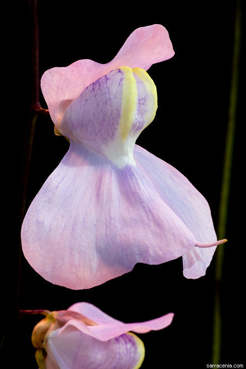 Image of Utricularia humboldtii Rob. Schomb.