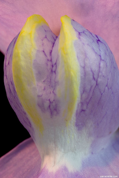 Image of Utricularia humboldtii Rob. Schomb.