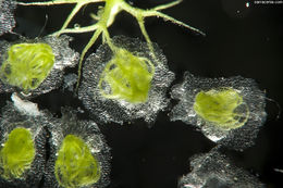 Image of Utricularia humboldtii Rob. Schomb.