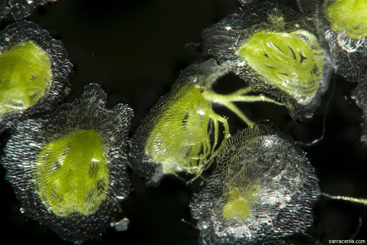 Image of Utricularia humboldtii Rob. Schomb.