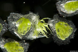 Image of Utricularia humboldtii Rob. Schomb.