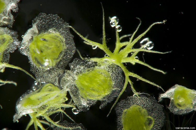 Image of Utricularia humboldtii Rob. Schomb.