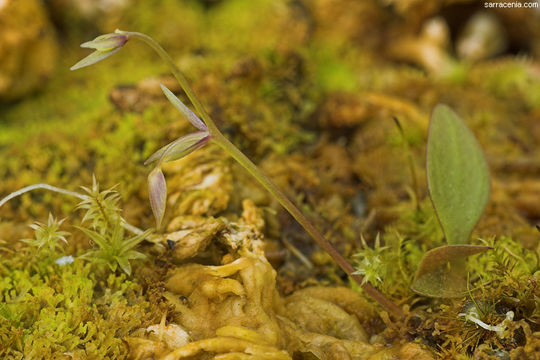 Image of Utricularia jamesoniana Oliv.