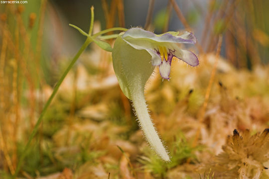 Image of Utricularia jamesoniana Oliv.