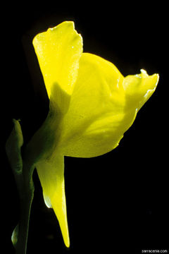 Image of southern bladderwort