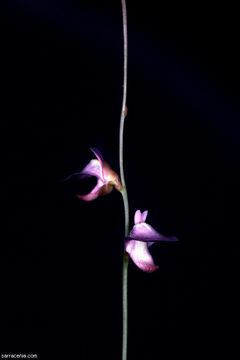 Image of Utricularia lateriflora R. Br.