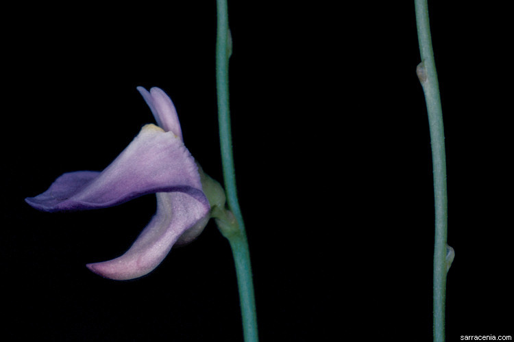 Image of Utricularia lateriflora R. Br.