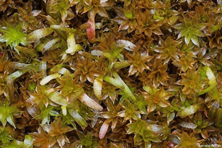 Image of Utricularia nana A. St. Hil. & Girard
