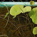 Utricularia nelumbifolia Gardn. resmi