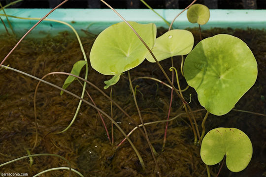 Image de Utricularia nelumbifolia Gardn.