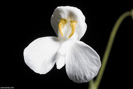 Image of Utricularia nephrophylla Benj.