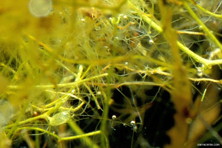 Image of Piedmont Bladderwort