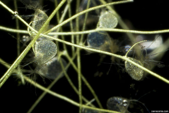 Image of Piedmont Bladderwort