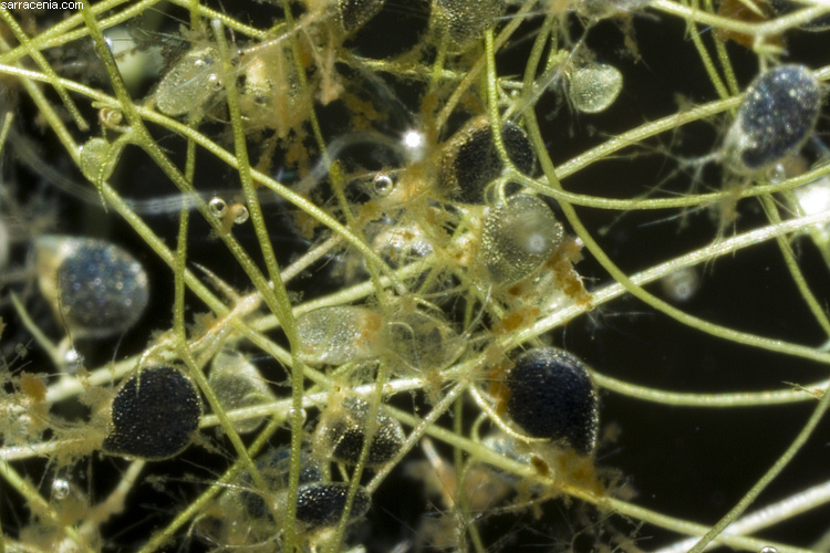 Image of Piedmont Bladderwort