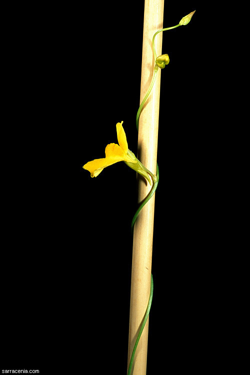 Image of Utricularia prehensilis E. Mey.