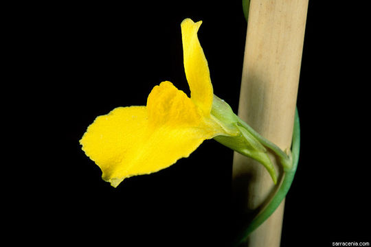 Image of Utricularia prehensilis E. Mey.