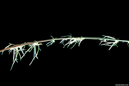 Sivun Utricularia praelonga A. St.-Hilaire & F. Girard kuva
