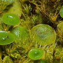 Image of Utricularia pubescens Sm.