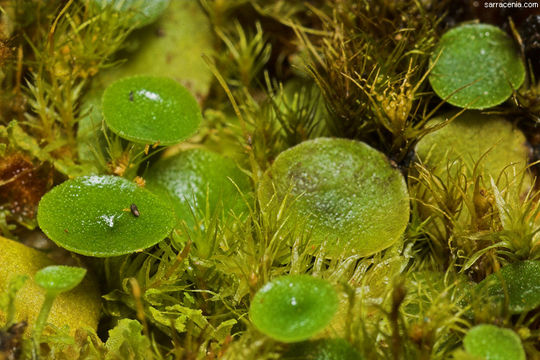 Image de Utricularia pubescens Sm.